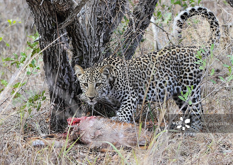 猎豹幼崽完成捕猎图片素材