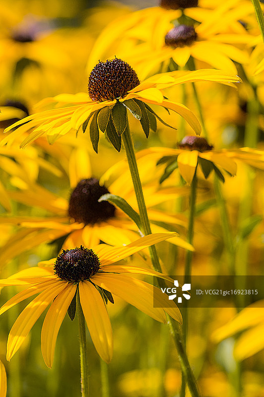 金光菊图片素材