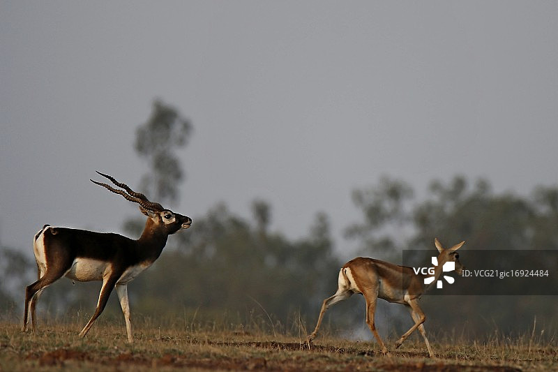 黑色的雄鹿图片素材