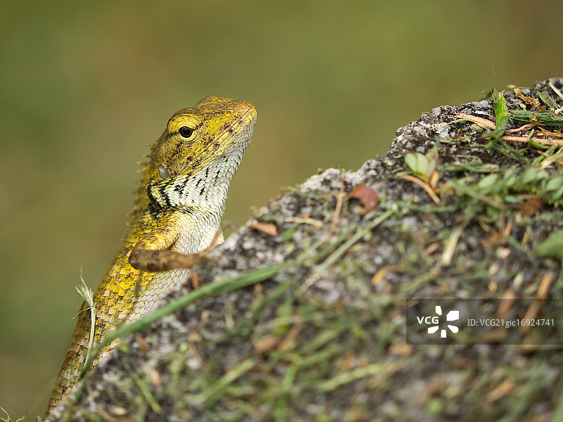 鬣蜥图片素材