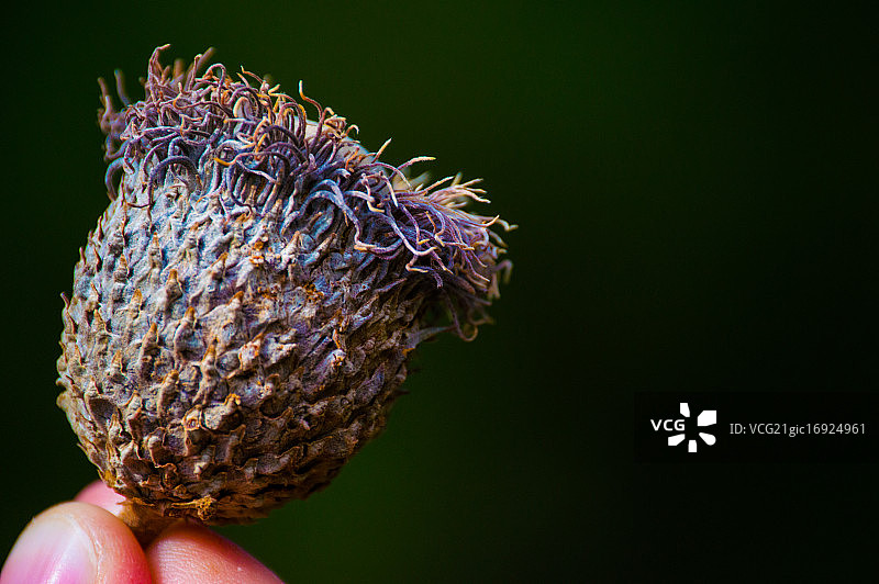 彩虹橡子图片素材