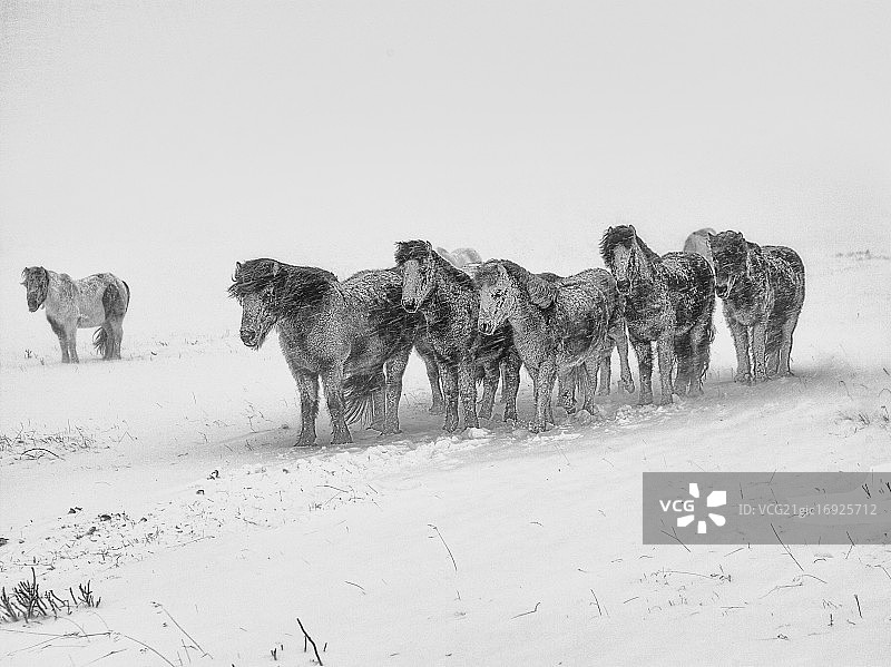 海斯塔图片素材
