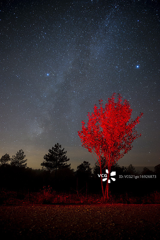 银河下的红树图片素材
