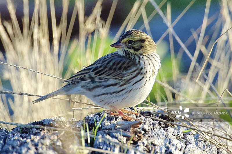 萨凡纳麻雀图片素材