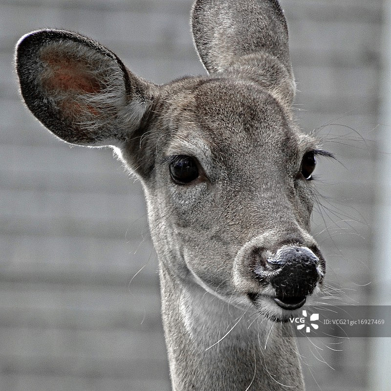 无畏的鹿图片素材