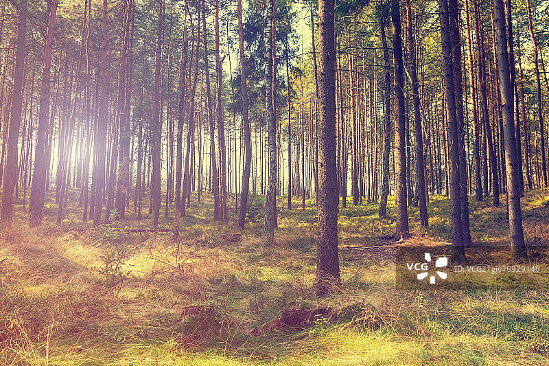 复古森林背景图片素材