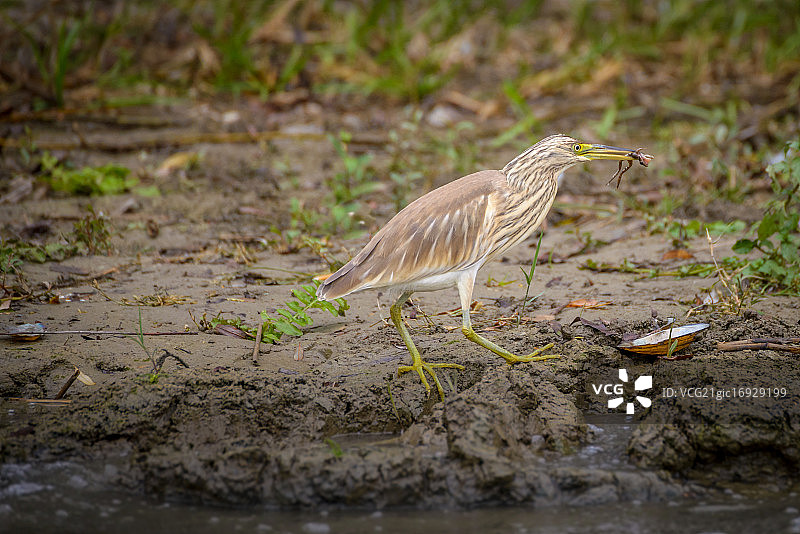 须鹭（Ardeola ralloides）图片素材
