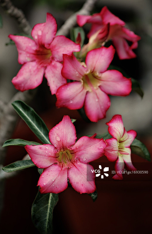 沙漠玫瑰图片素材