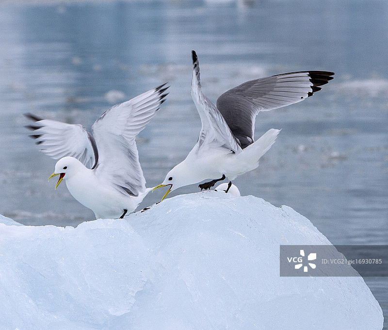 三趾鸥图片素材