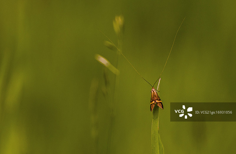 长角蛾图片素材