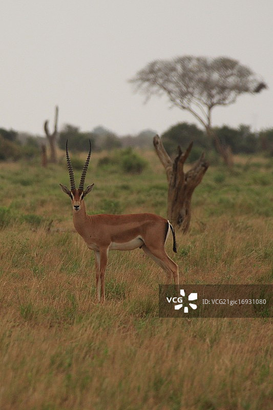 站在树前的黑斑羚图片素材