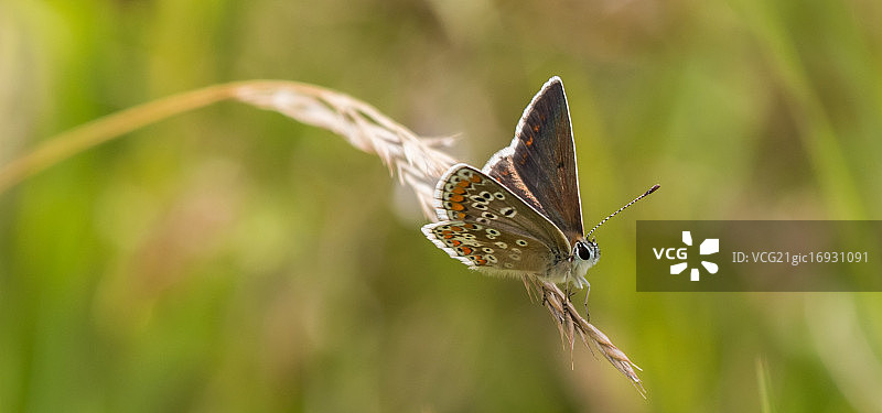 棕色阿尔戈斯图片素材