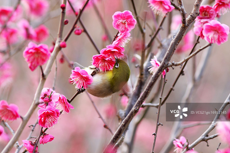 李子和白眼图片素材