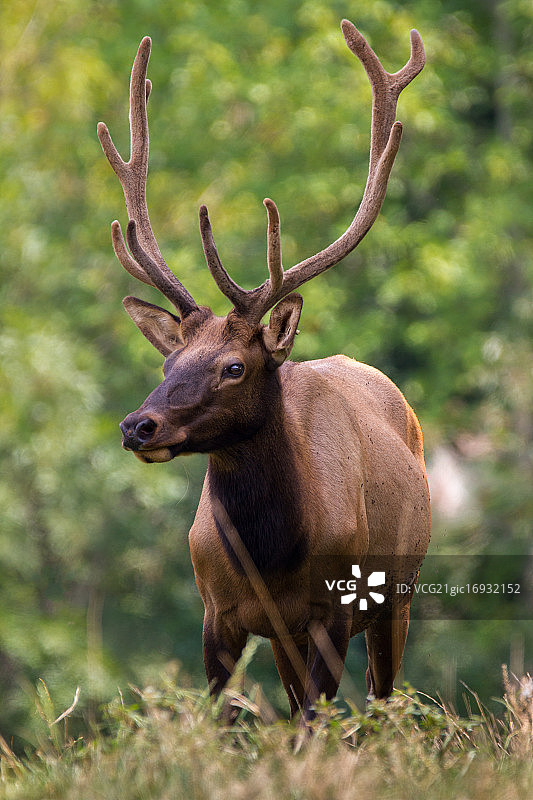 美洲马鹿图片素材