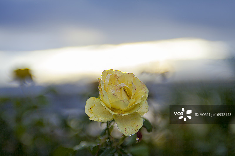 日出时的黄色月季图片素材