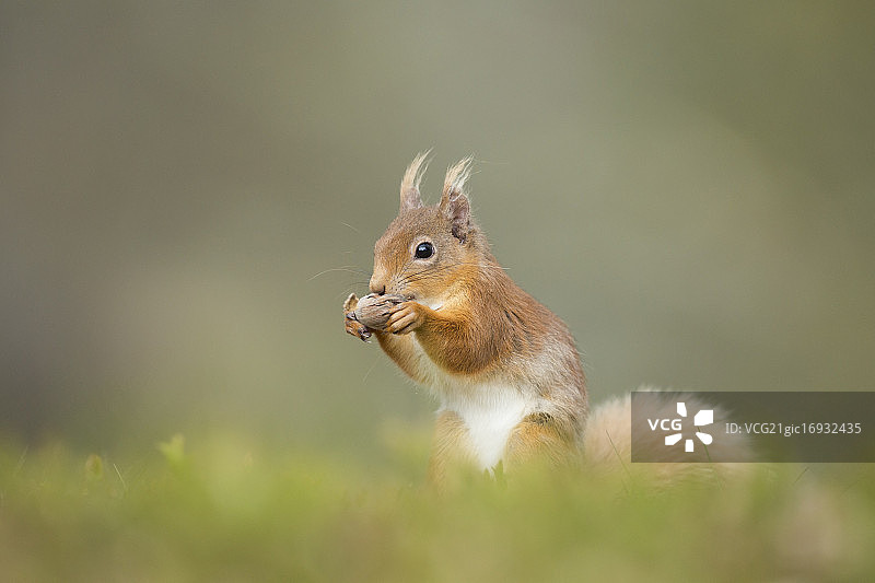 红松鼠正在吃榛子图片素材