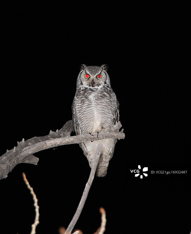 凝视的雕鸮图片素材