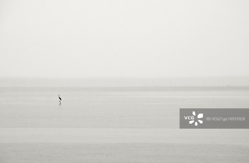 孤独的苍鹭图片素材