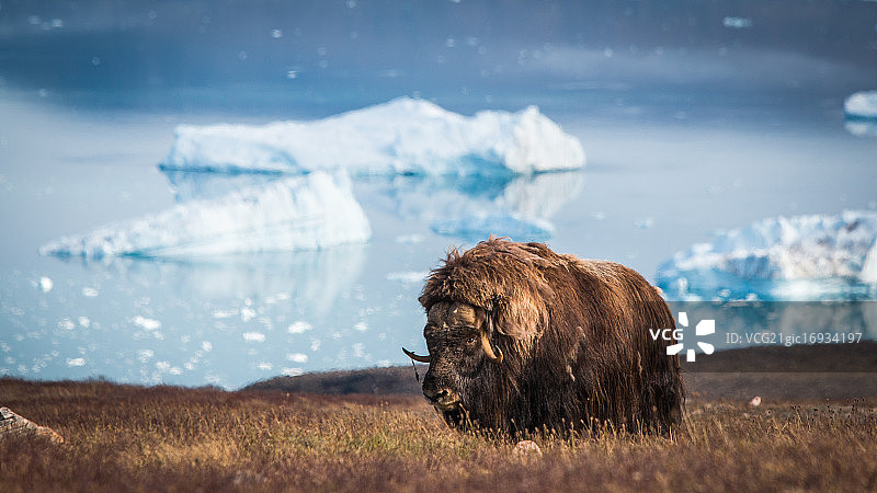 麝牛与冰图片素材