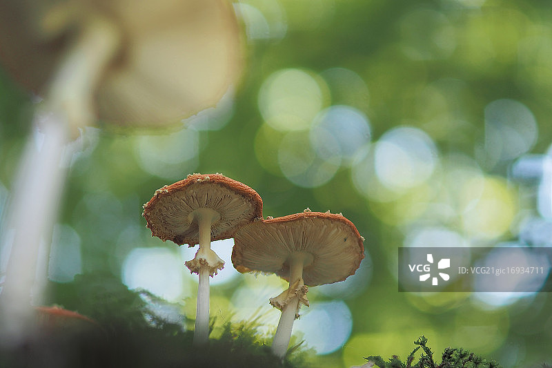 飞行伞菌图片素材