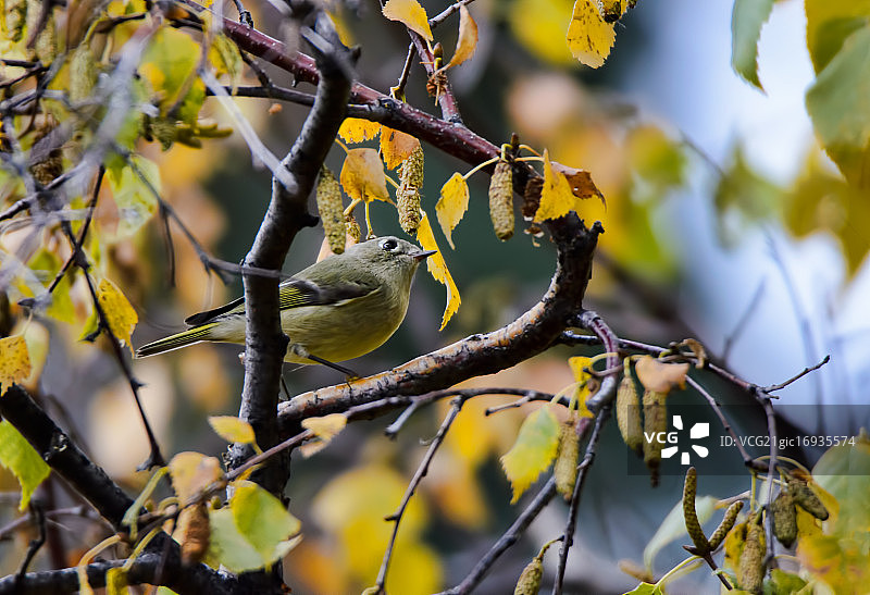 戴菊鸟图片素材
