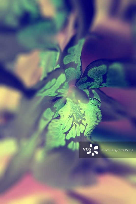 装饰艺术风格的兰花图片素材