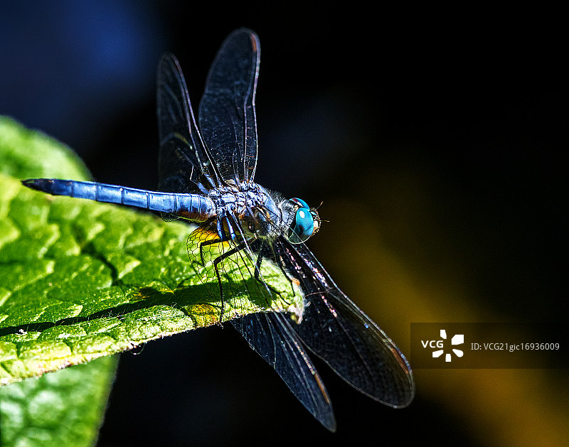 蓝色的蜻蜓图片素材