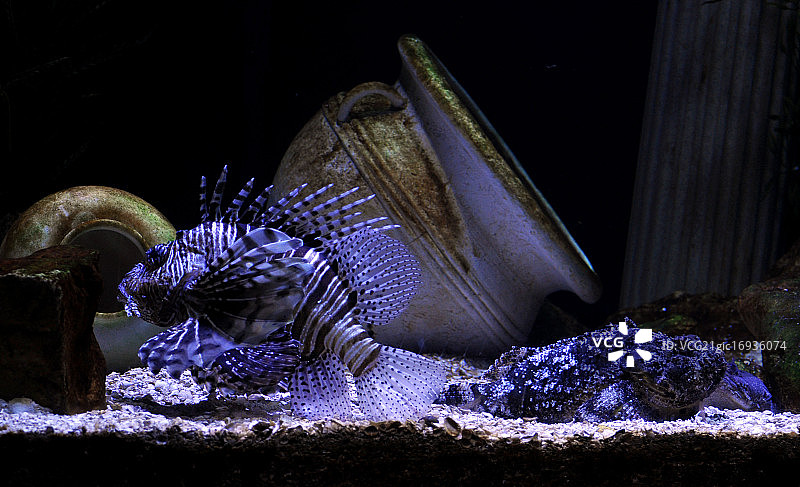 狮子鱼和伙伴图片素材