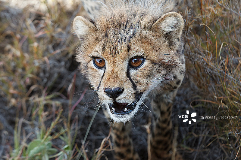 张着嘴的猎豹幼崽肖像，肯尼亚莱瓦野生动物保护区图片素材