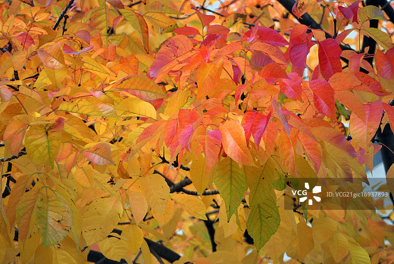 盐肤木_科罗拉多州博尔德图片素材