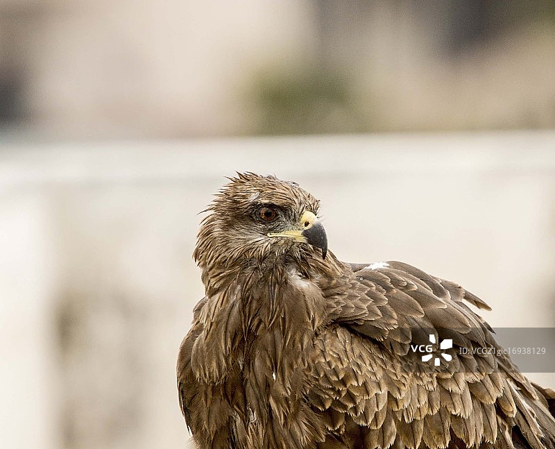 贱民风筝...图片素材
