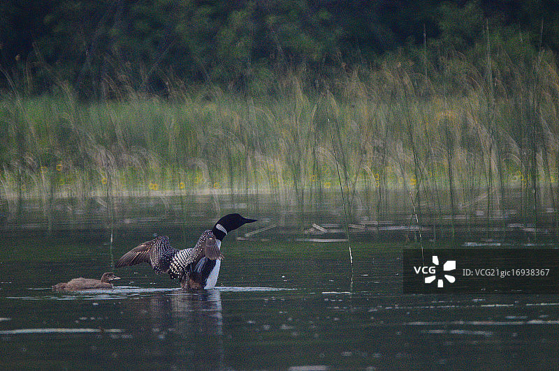 带有小鸡的潜鸟湖图片素材