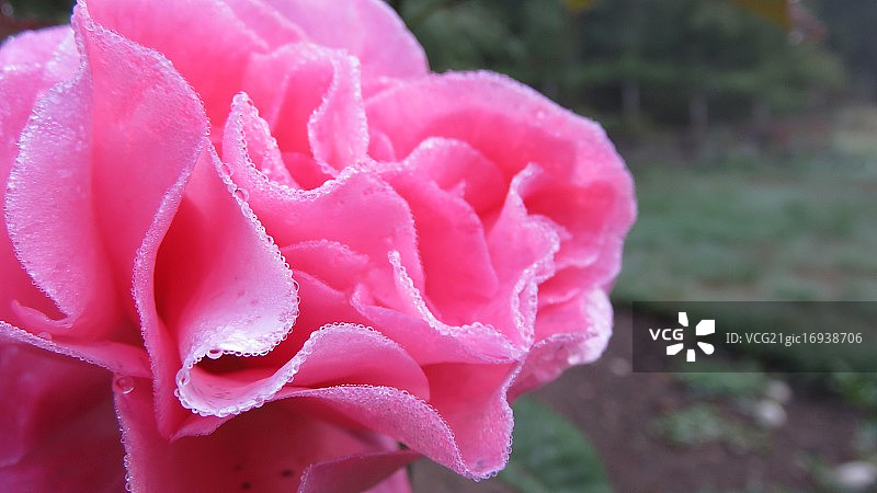 玫瑰花蛋糕糖霜图片素材