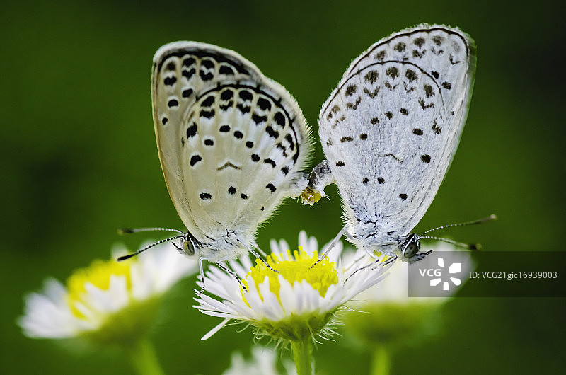 爱的拉锯图片素材