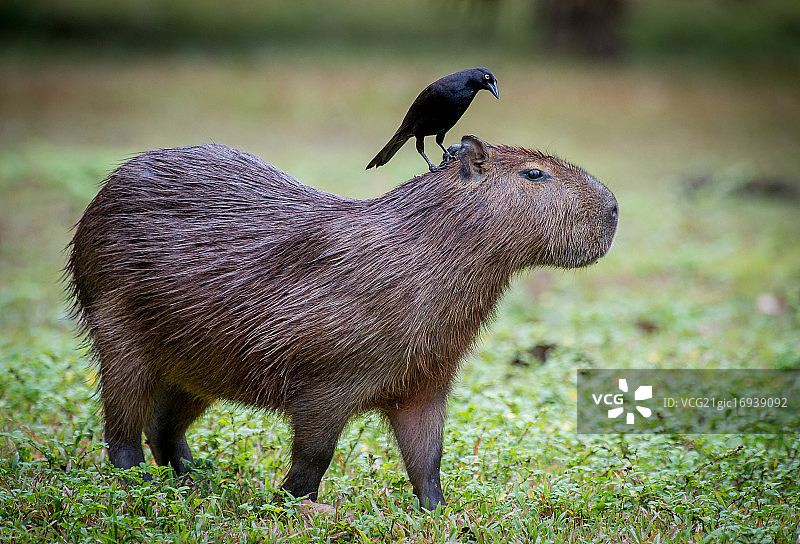 水豚与牛背鹭图片素材