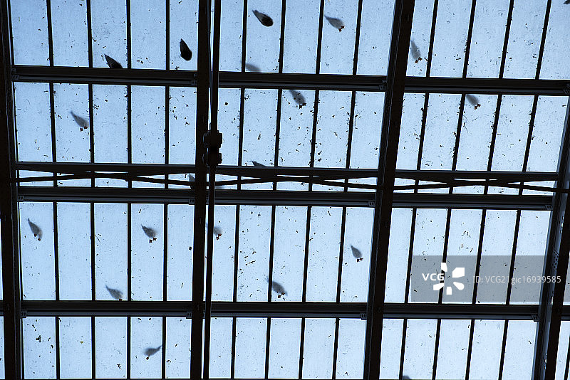 帕丁顿车站的鸽子和海鸥图片素材