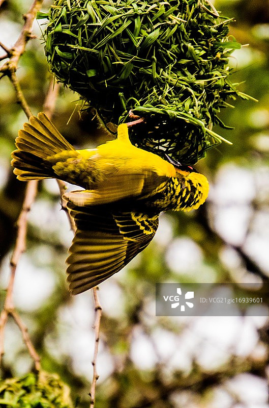 织布工图片素材