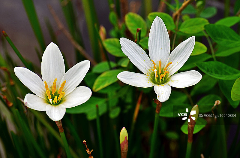麦当娜百合图片素材