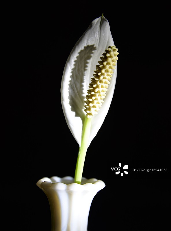 复活节百合的影子图片素材