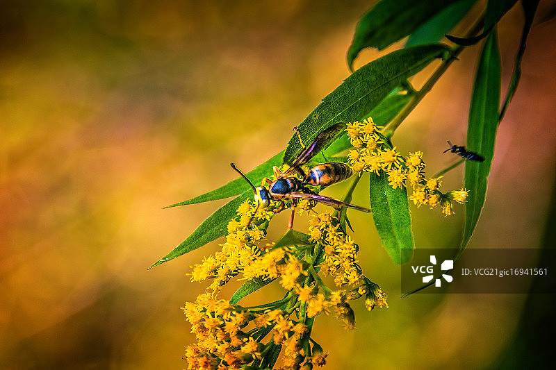 纸胡蜂图片素材