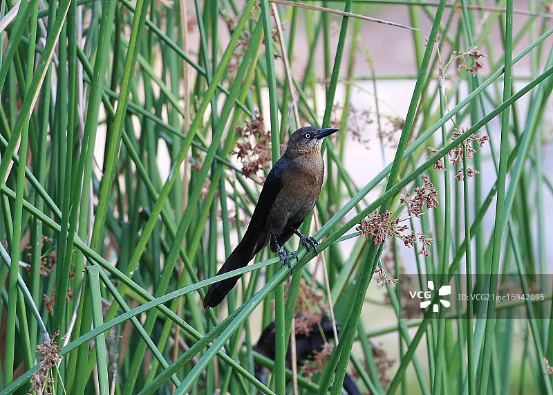 鸟儿伫立湖畔图片素材
