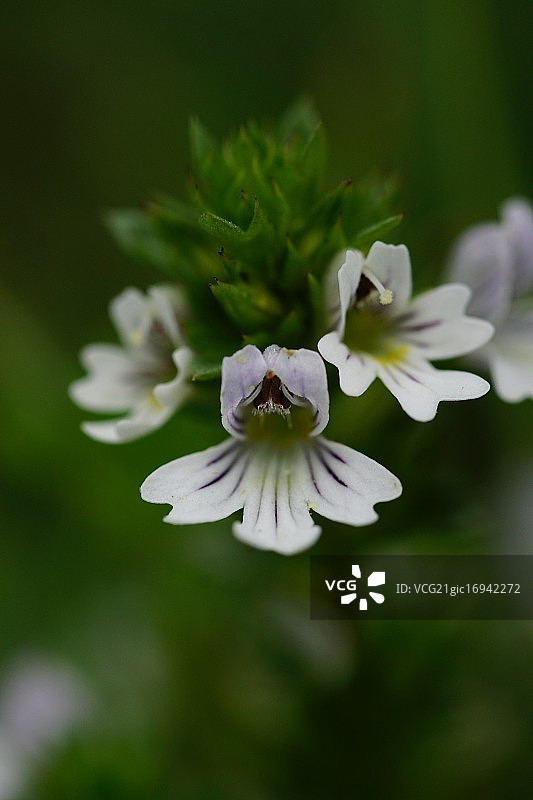 小米草图片素材