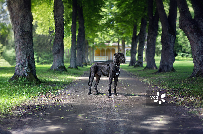 大丹狗图片素材