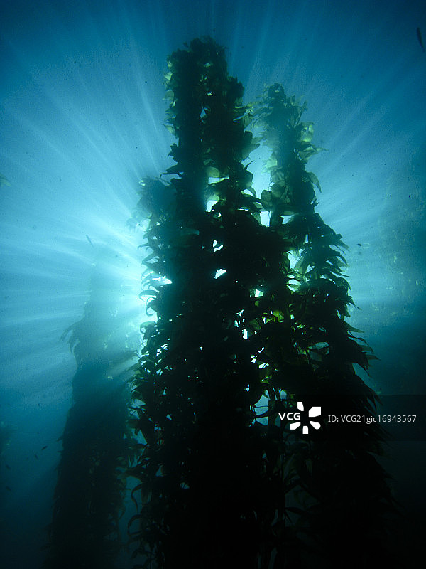 CalDiver SunKelp Catalina图片素材