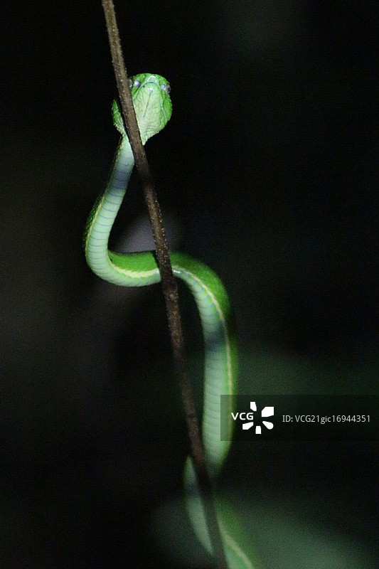 绿色蝰蛇图片素材