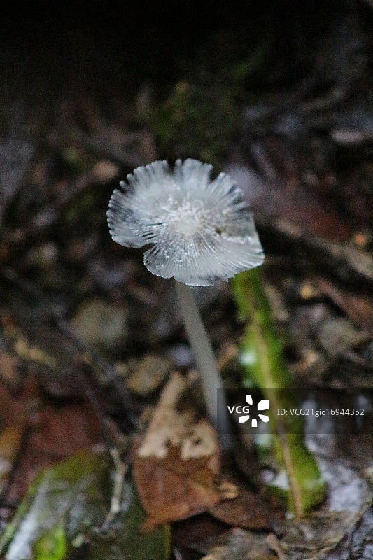 白蘑菇图片素材