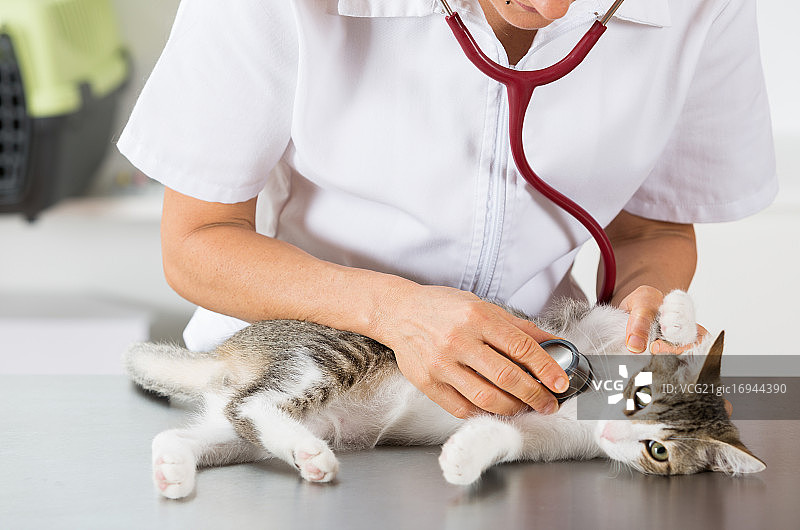 兽医正在听诊猫图片素材