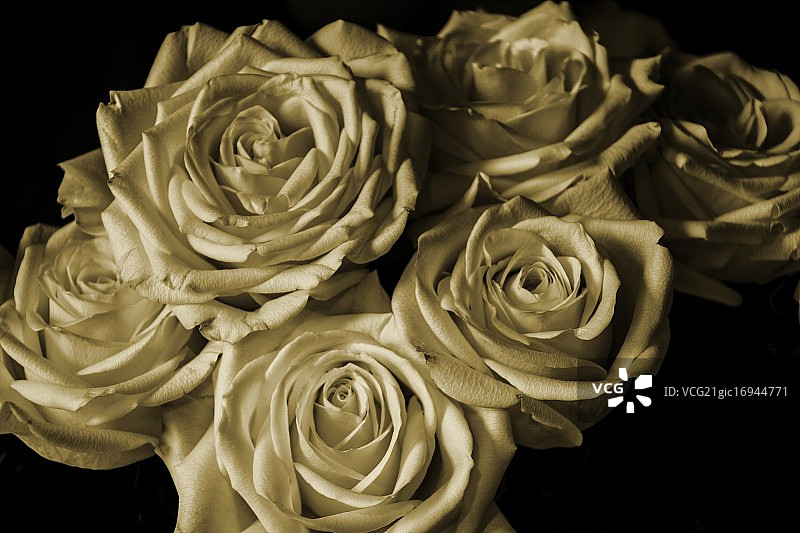 哈哈哈图片素材