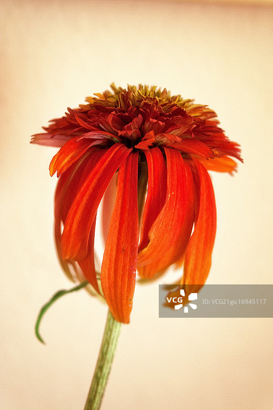 紫锥菊图片素材