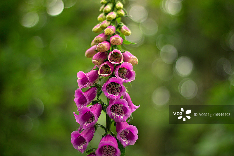 毛地黄图片素材